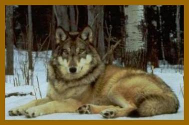 wolf7